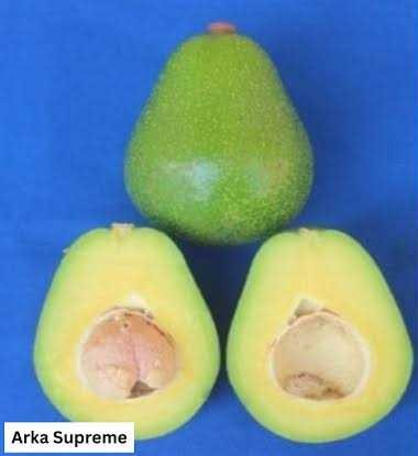 Avocado Variety Arka Supreme