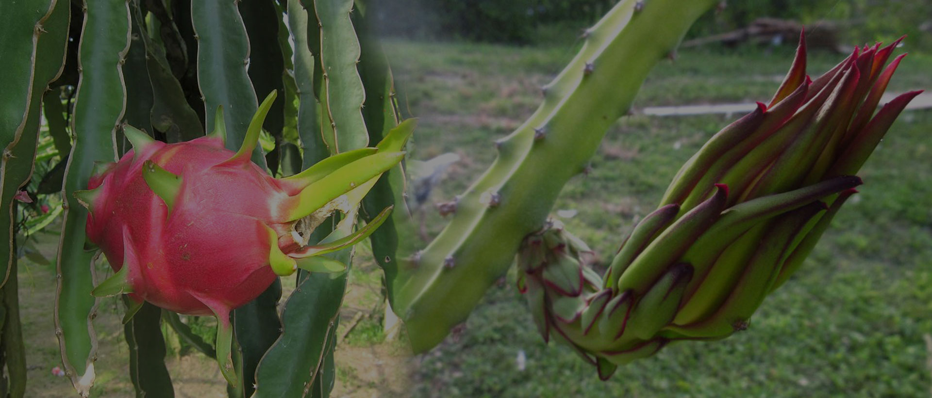 Dragon Fruit in telugu