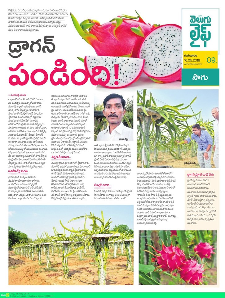 Our largest dragon-fruit farm story in Velugu newspaper