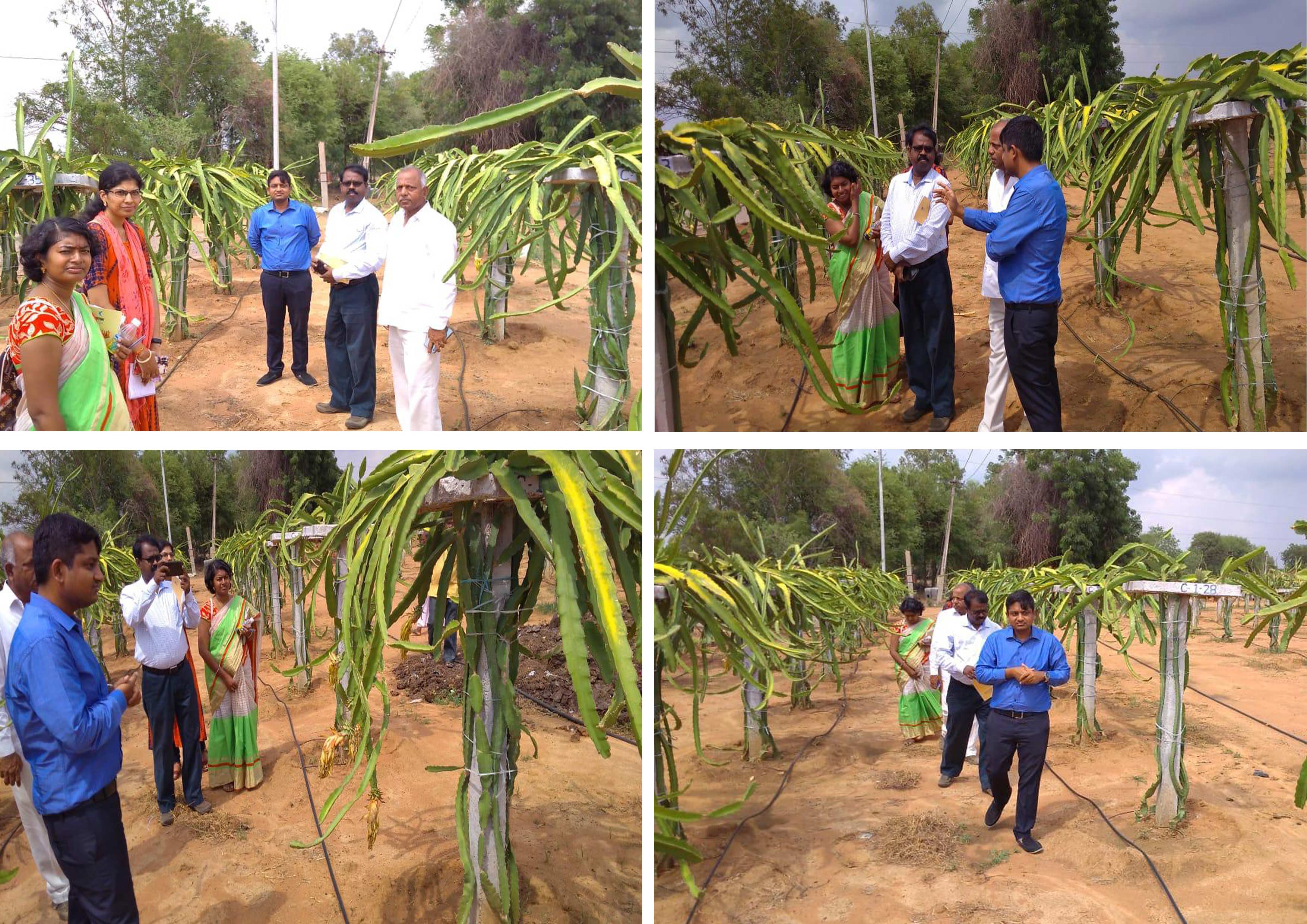 Visit to our farm by NABARD representatives Mr.Santhanam and Telangana co Bank